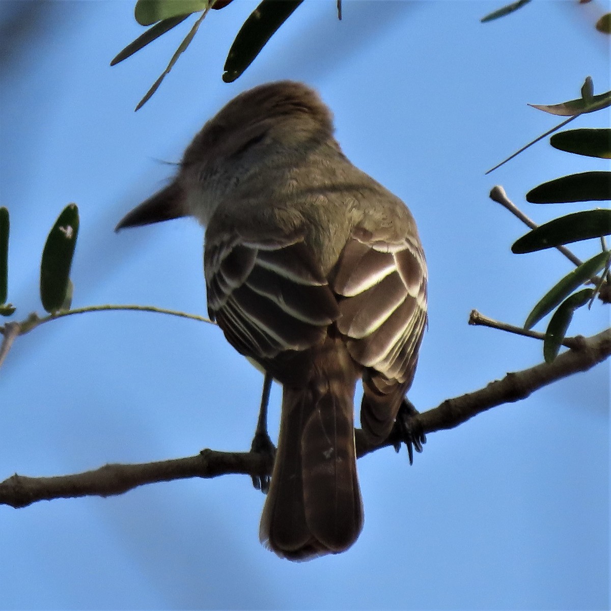 Brown-crested Flycatcher (South American) - ML569544631