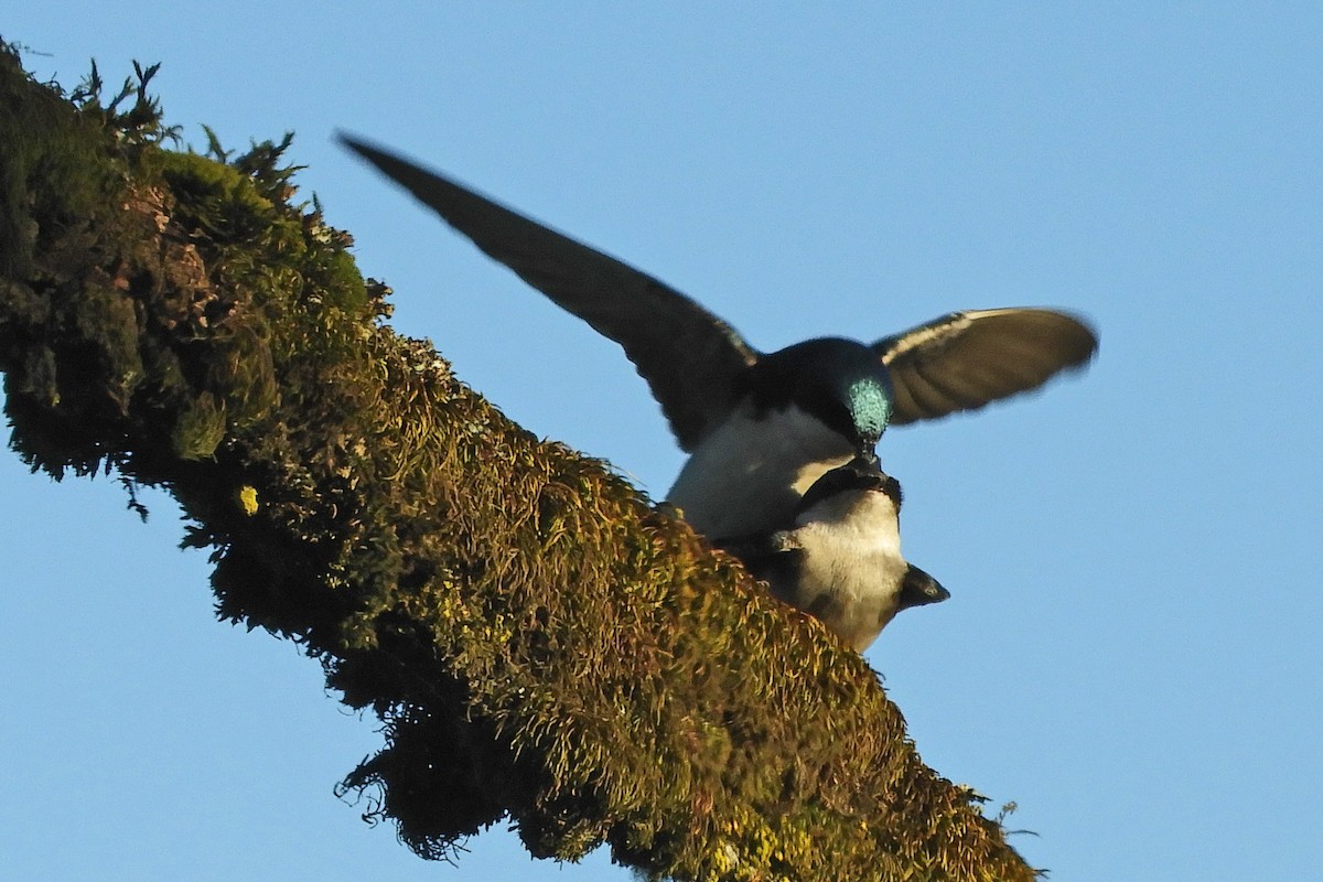 Tree Swallow - Georgia Gerrior
