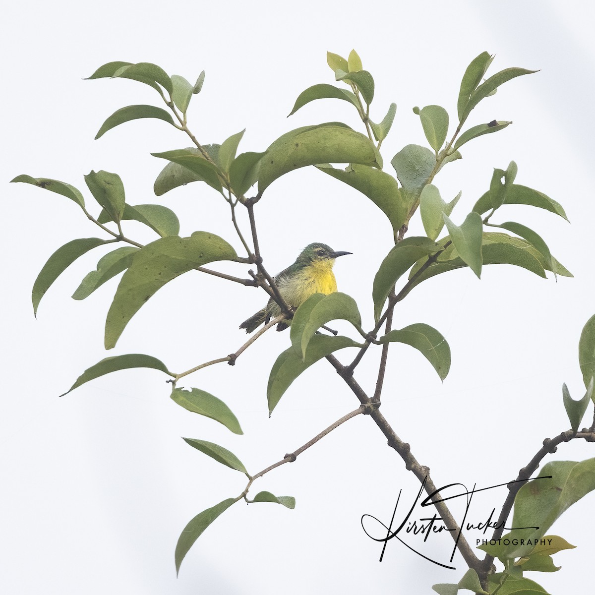 Little Green Sunbird - ML569558331