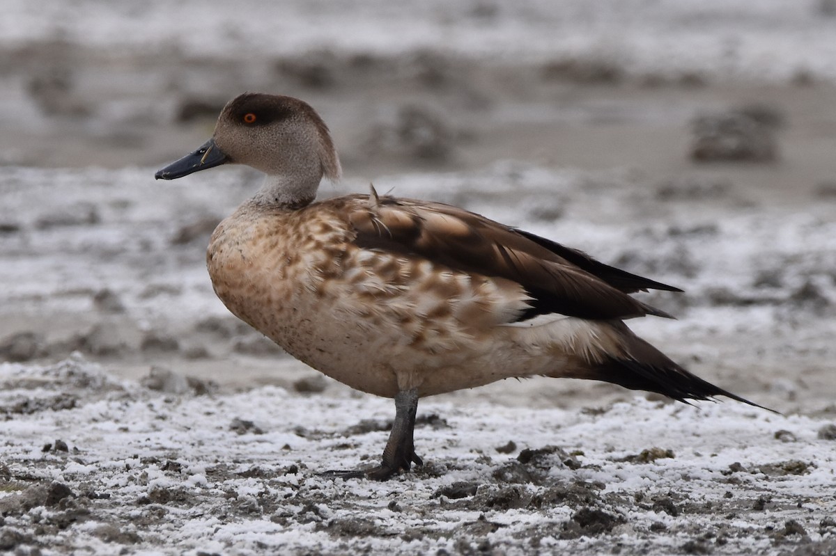 Crested Duck - ML569564971