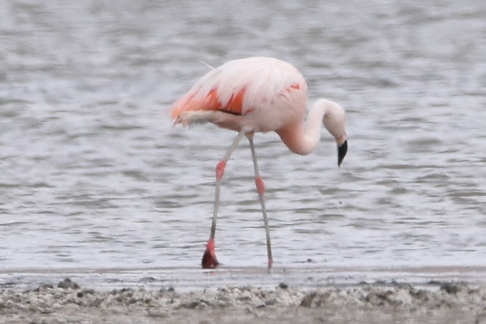 Chilean Flamingo - ML569565411