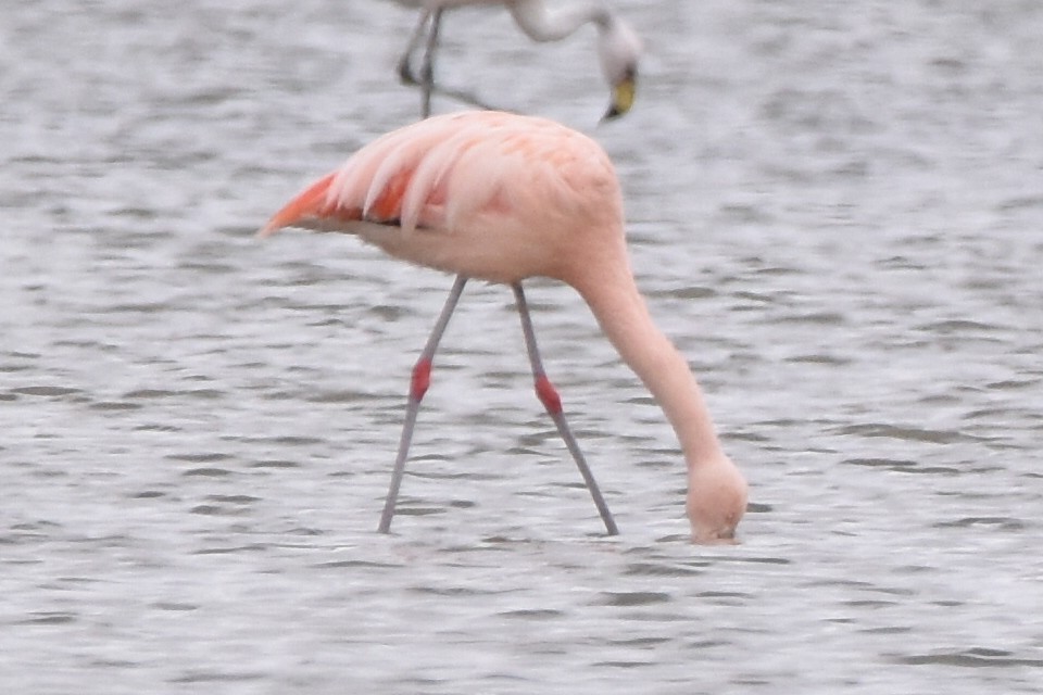 Chilean Flamingo - Alejandro Arana