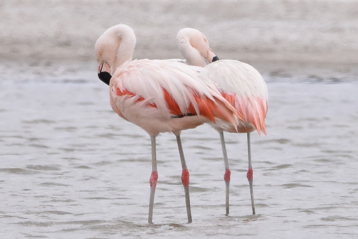 Chilean Flamingo - ML569565431