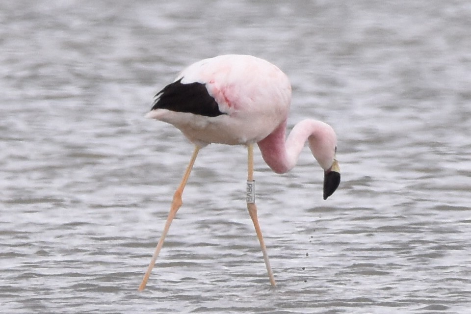 Andean Flamingo - ML569565531