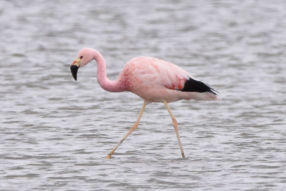 Andean Flamingo - Alejandro Arana
