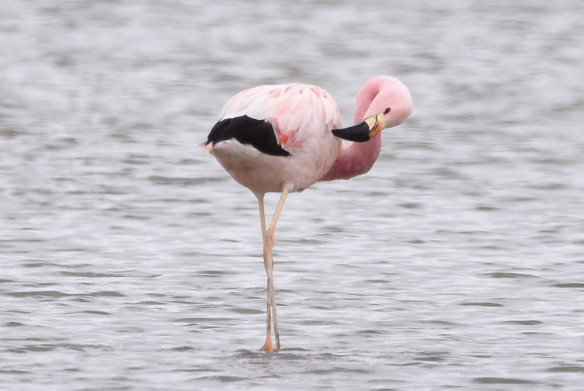 Andean Flamingo - ML569565561