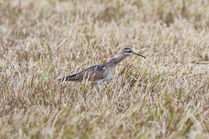 Little Curlew - ML56956651
