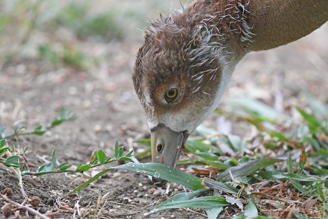 Diet and Foraging Egyptian Goose Alopochen aegyptiaca Birds