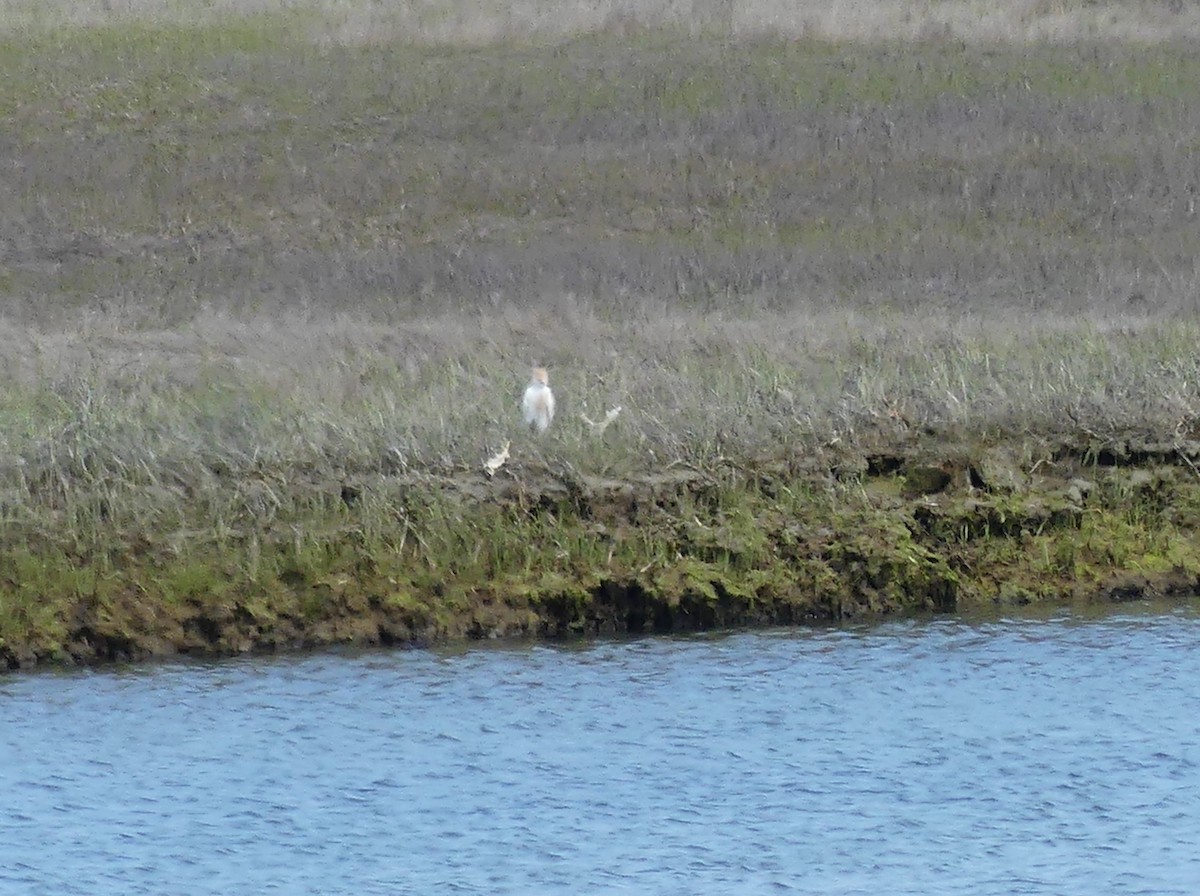 eBird Checklist 9 May 2023 Fort Hill, Eastham 1 species