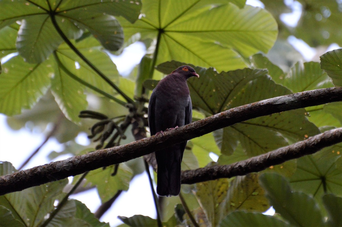 Scaly-naped Pigeon - ML56957001