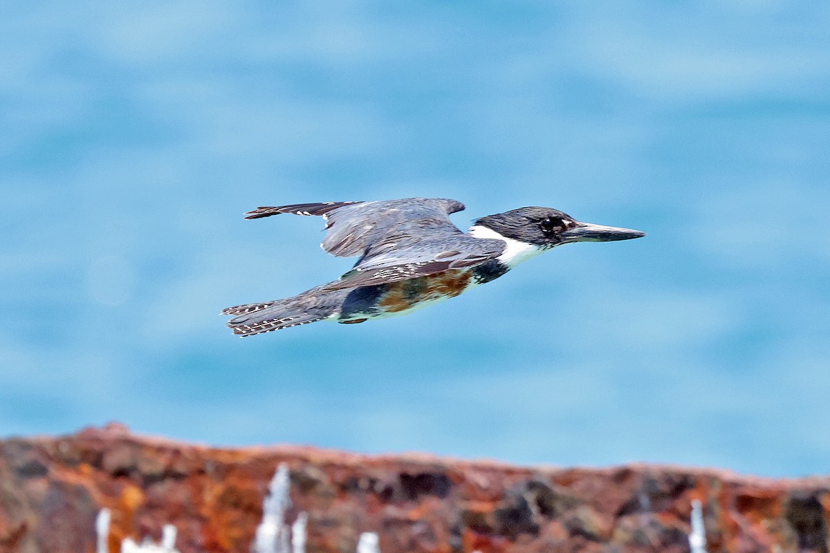 Belted Kingfisher - ML569571641