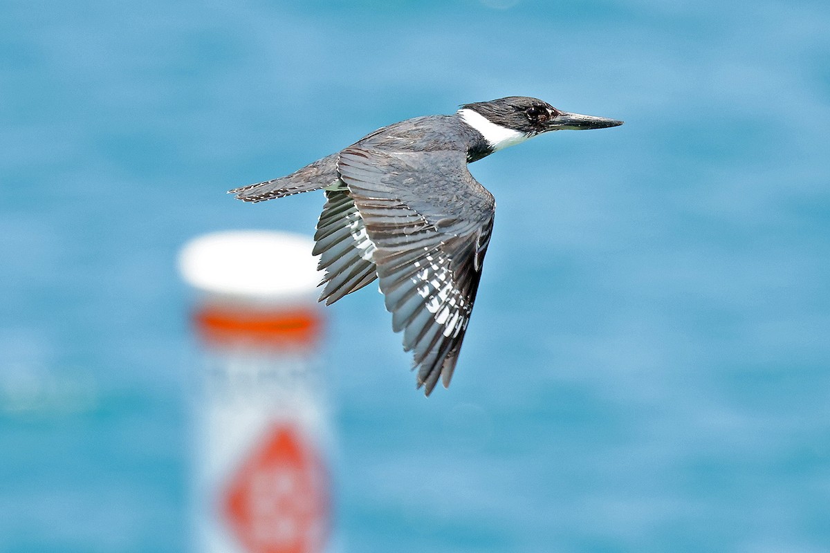 Belted Kingfisher - ML569571651