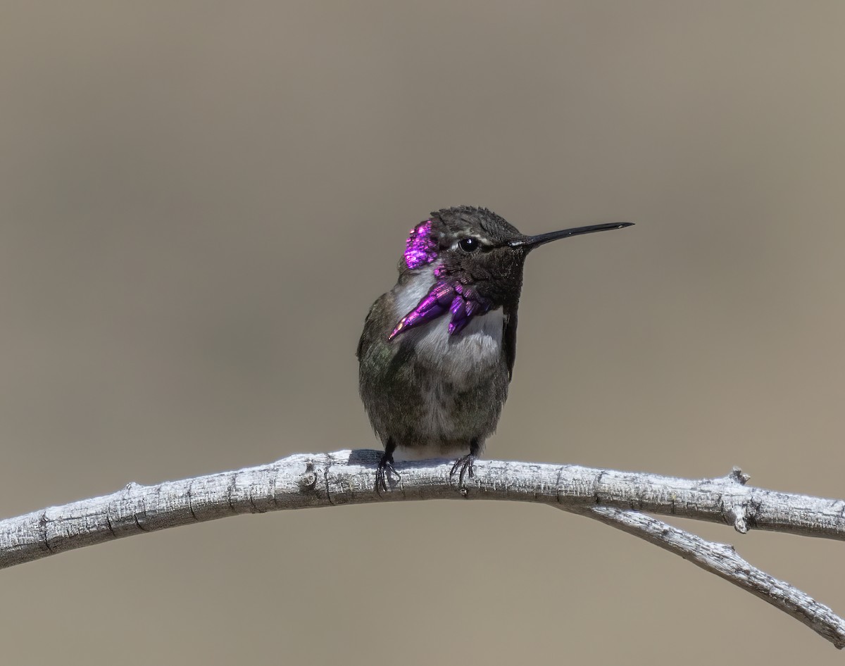Costa's Hummingbird - Stephen Myers