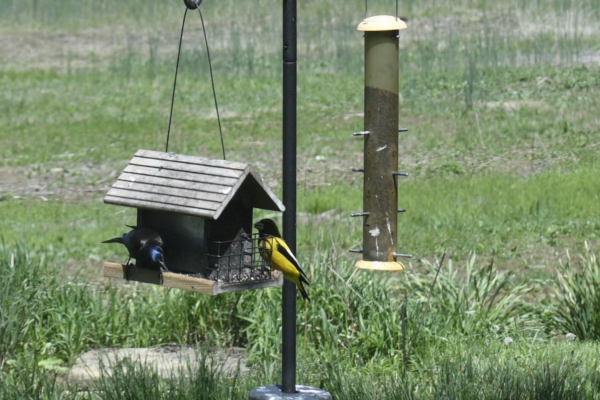 Ebird Checklist - 9 May 2023 - 5580 Roxanna New Burlington Road 