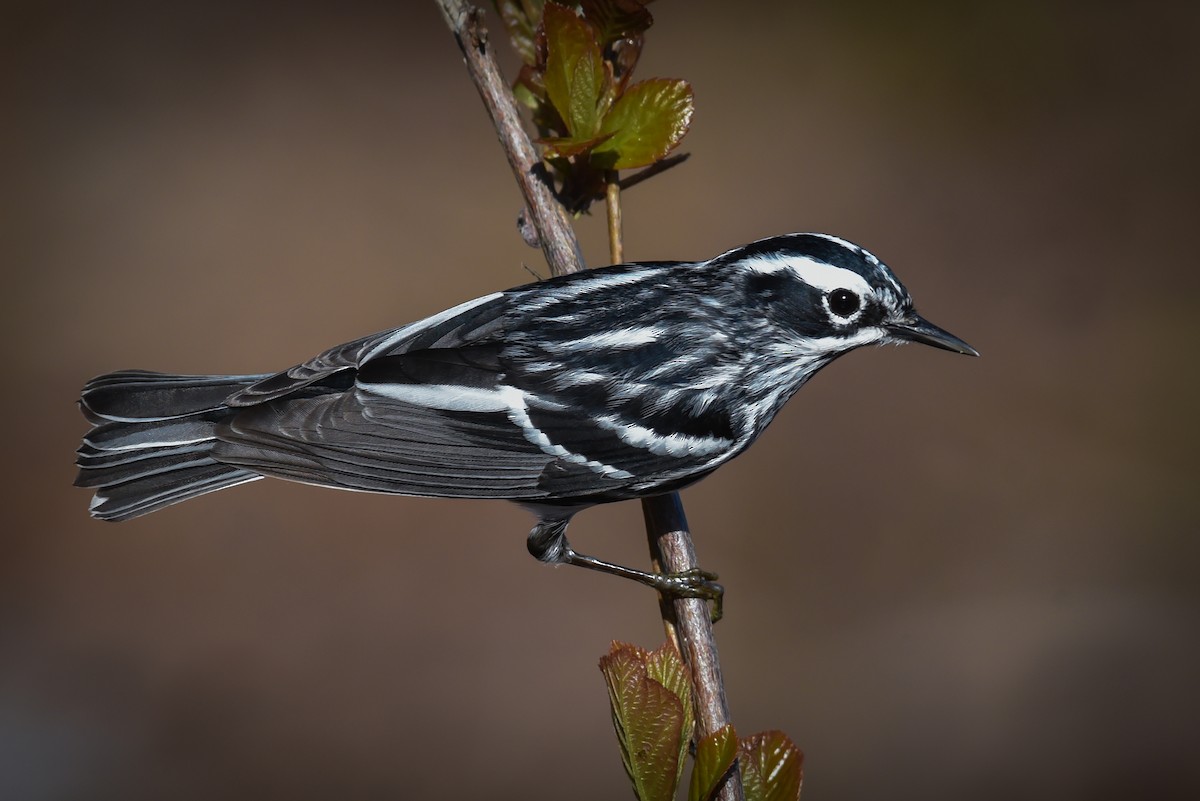 Black-and-white Warbler - ML569579891