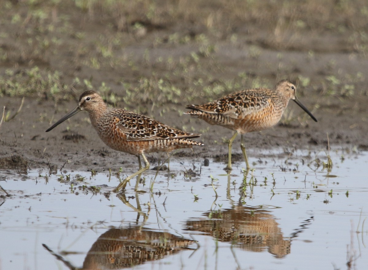 Long-billed Dowitcher - ML569588261