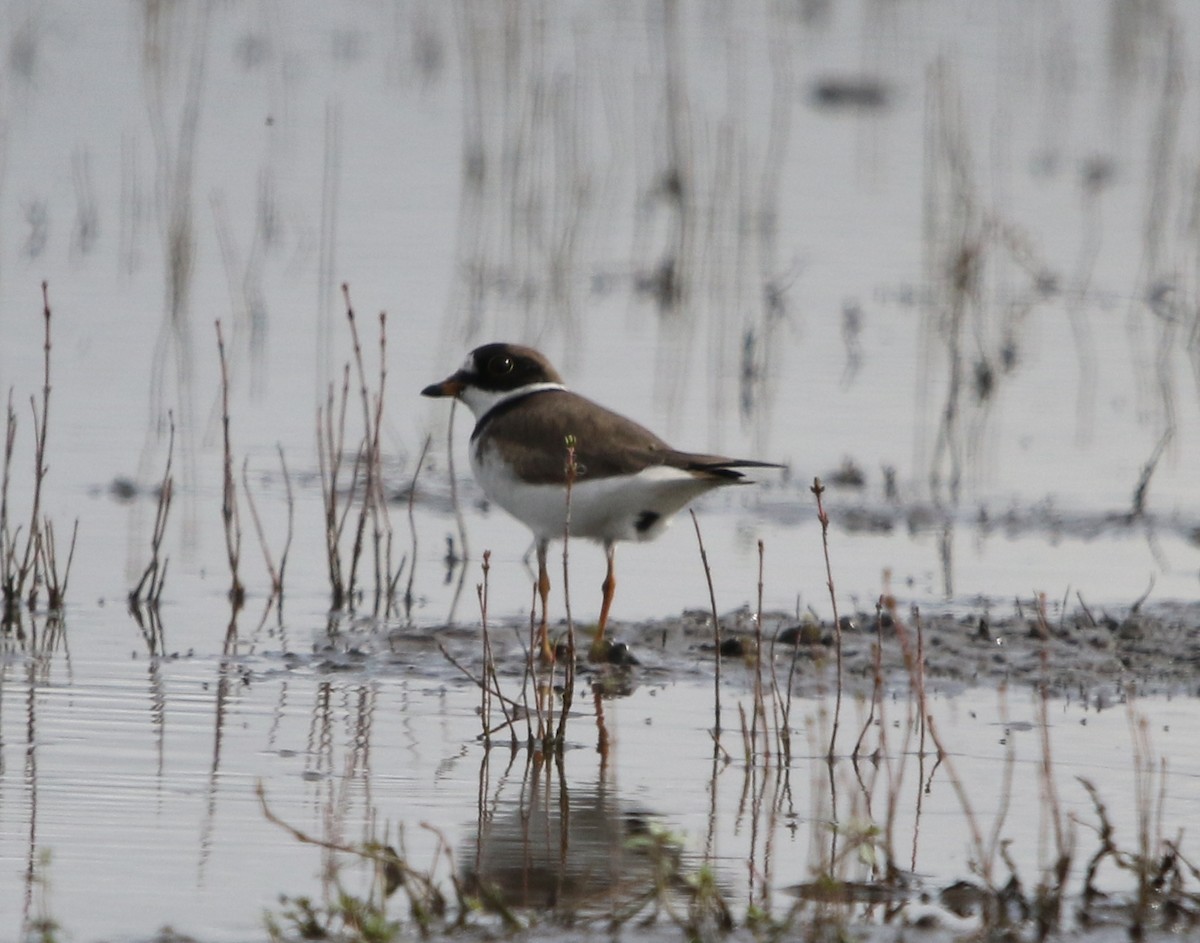 Semipalmated Plover - ML569588621