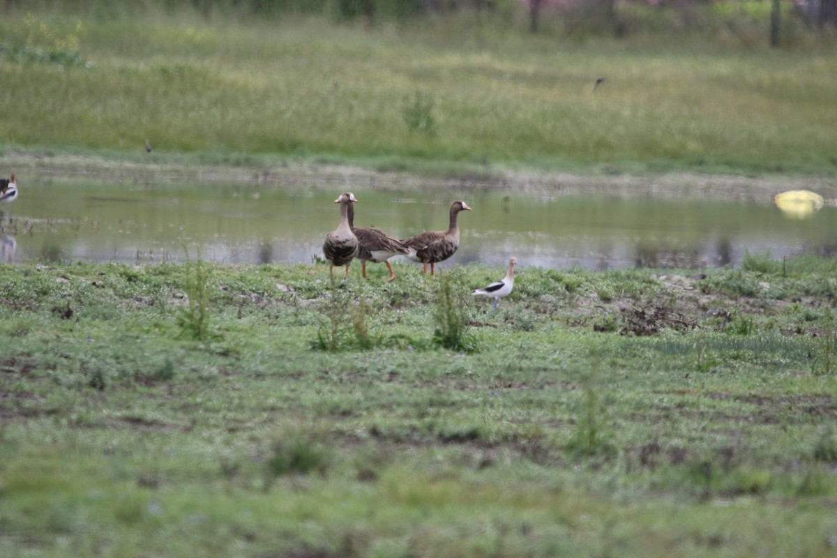 Greater White-fronted Goose - ML569590521