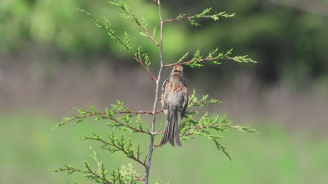 Field Sparrow - ML569592491