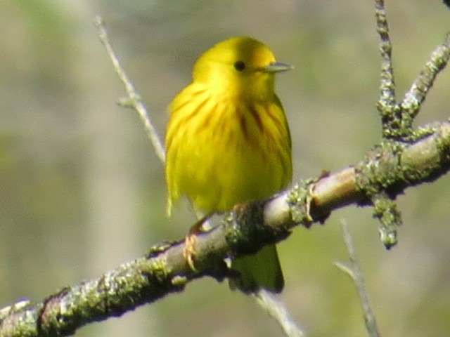 Yellow Warbler - ML56959781