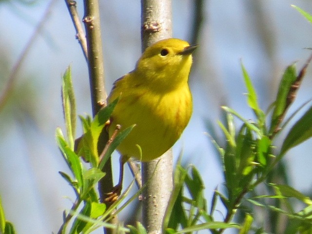 Yellow Warbler - ML56959791