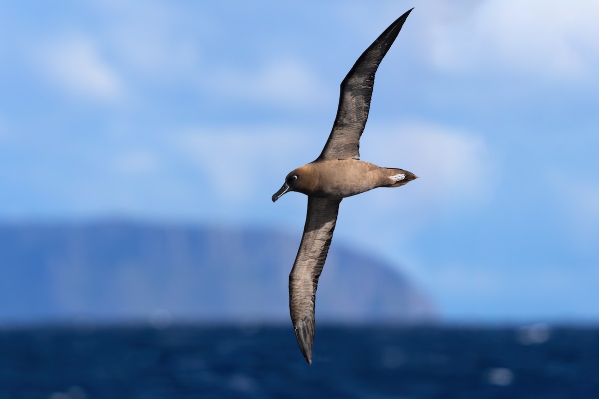 albatros hnědý - ML569598031