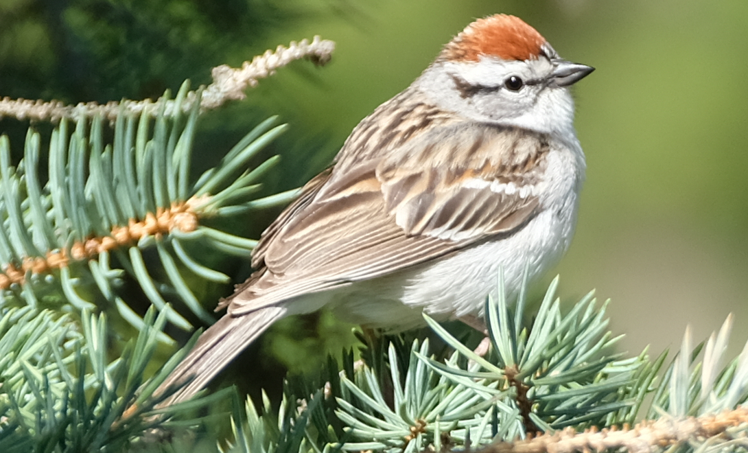 Chipping Sparrow - ML569598871