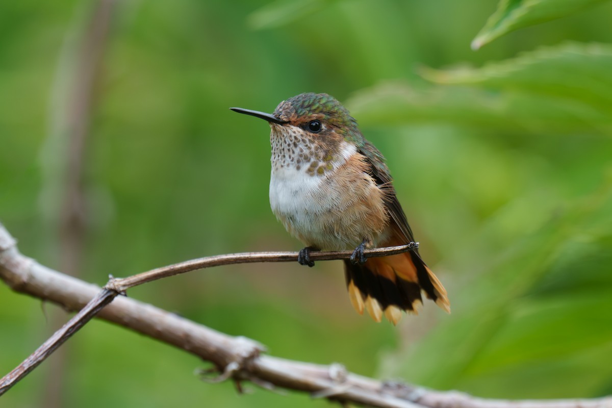Scintillant Hummingbird - ML569598961
