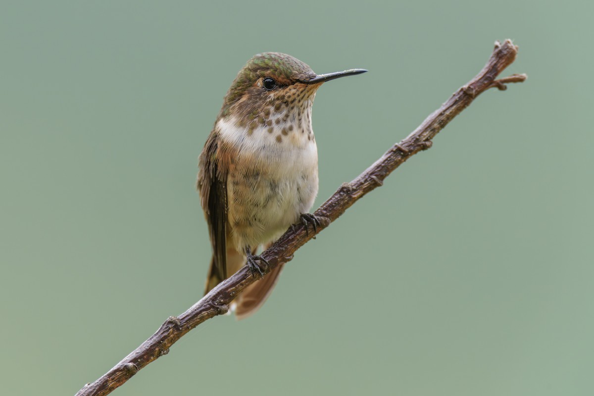 Scintillant Hummingbird - Jeff Hapeman