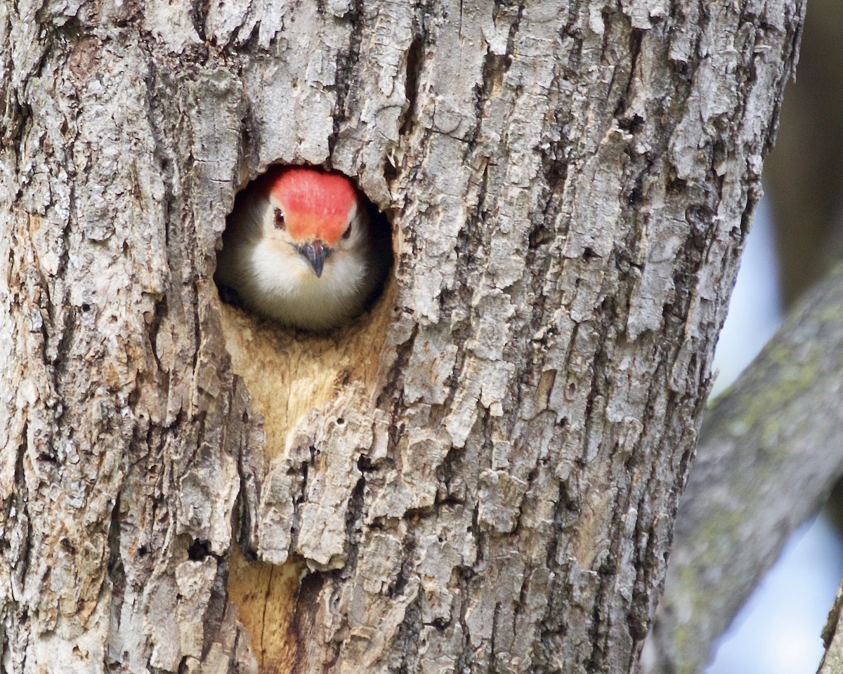Red-bellied Woodpecker - ML569598981