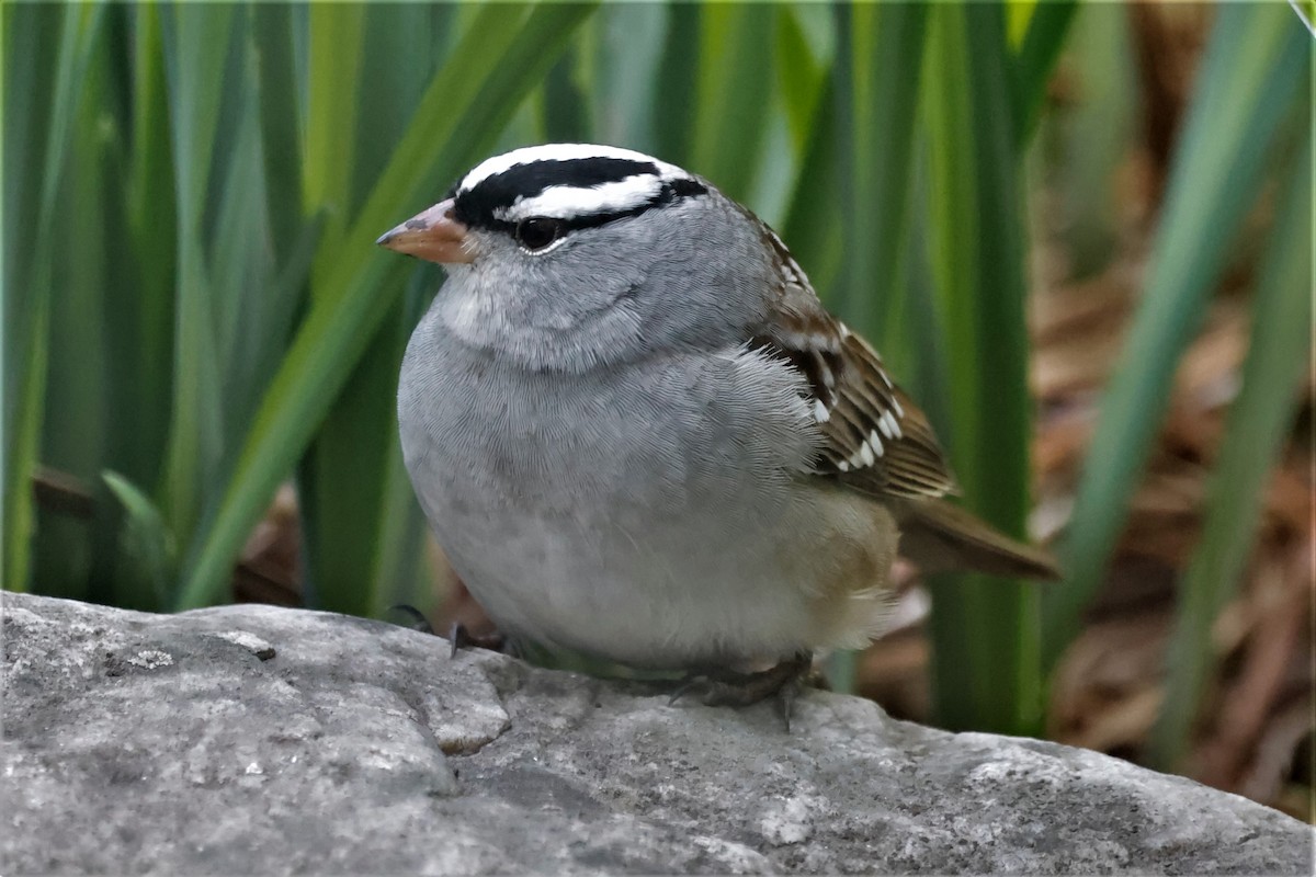 White-crowned Sparrow - ML569601921
