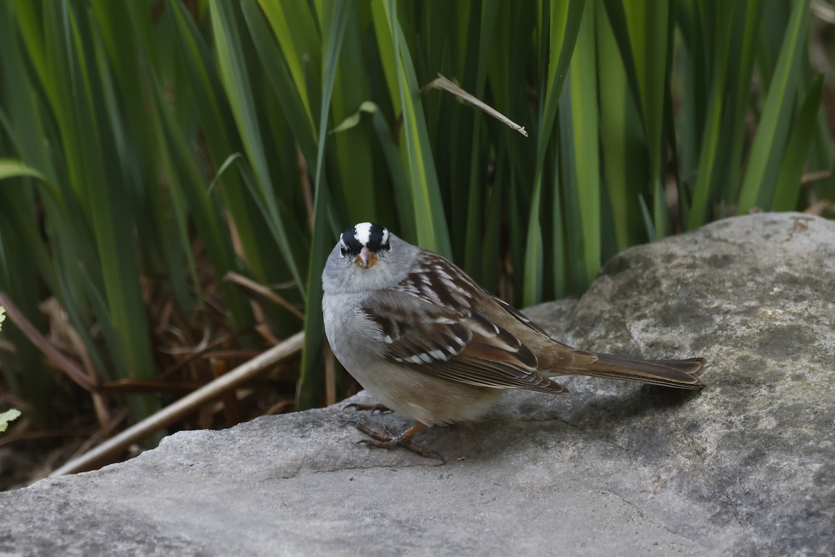 White-crowned Sparrow - ML569601981