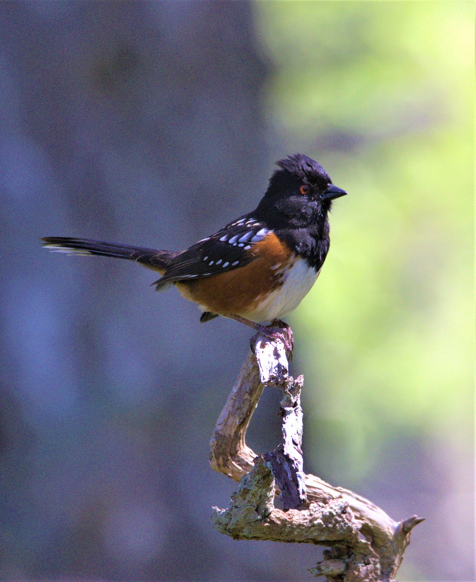 Spotted Towhee - ML569605491