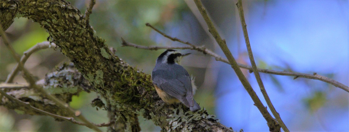 Red-breasted Nuthatch - ML569605621