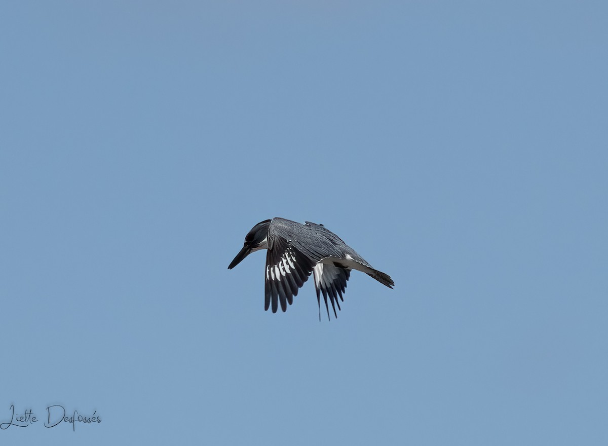 Belted Kingfisher - ML569611531