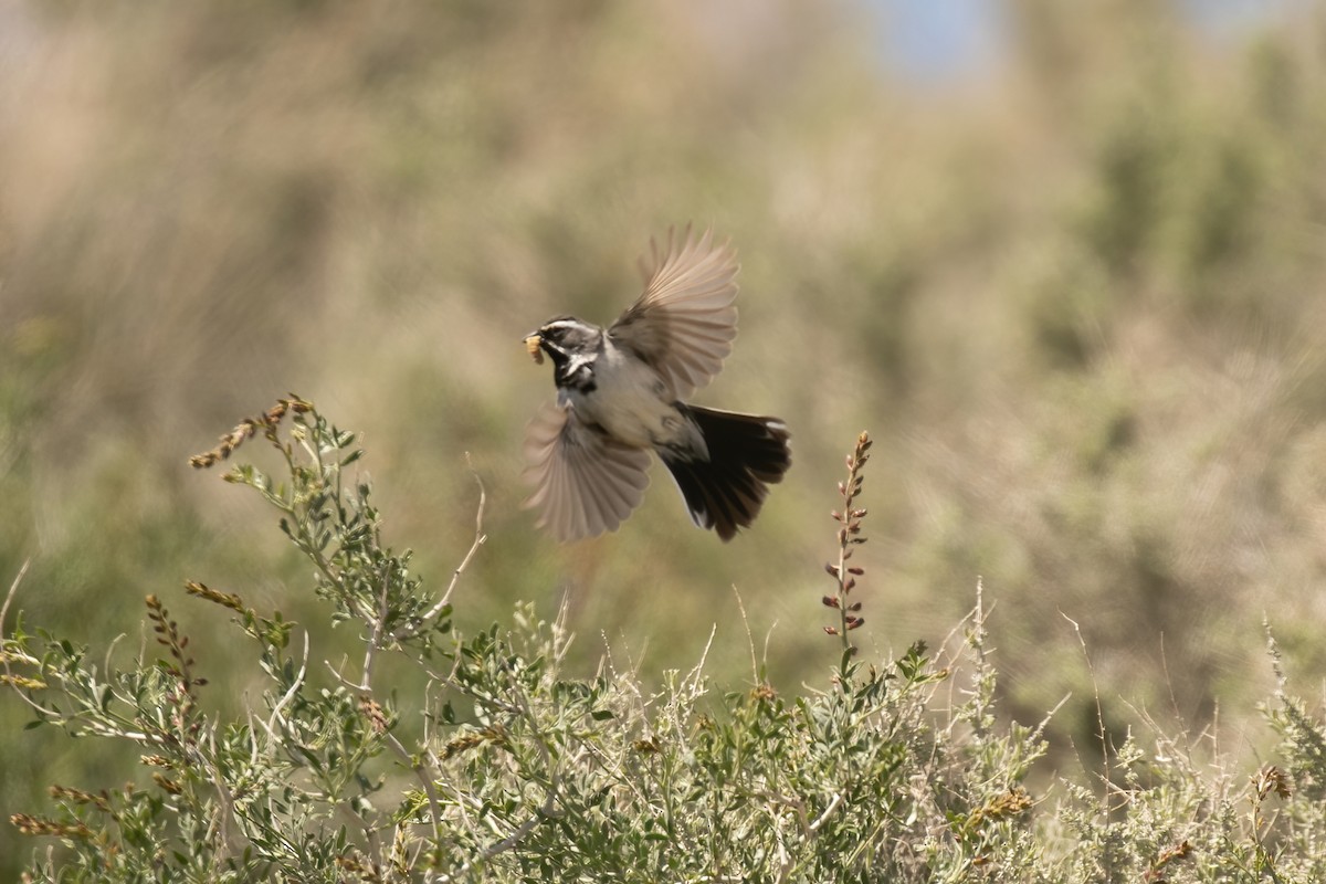 Black-throated Sparrow - ML569613501