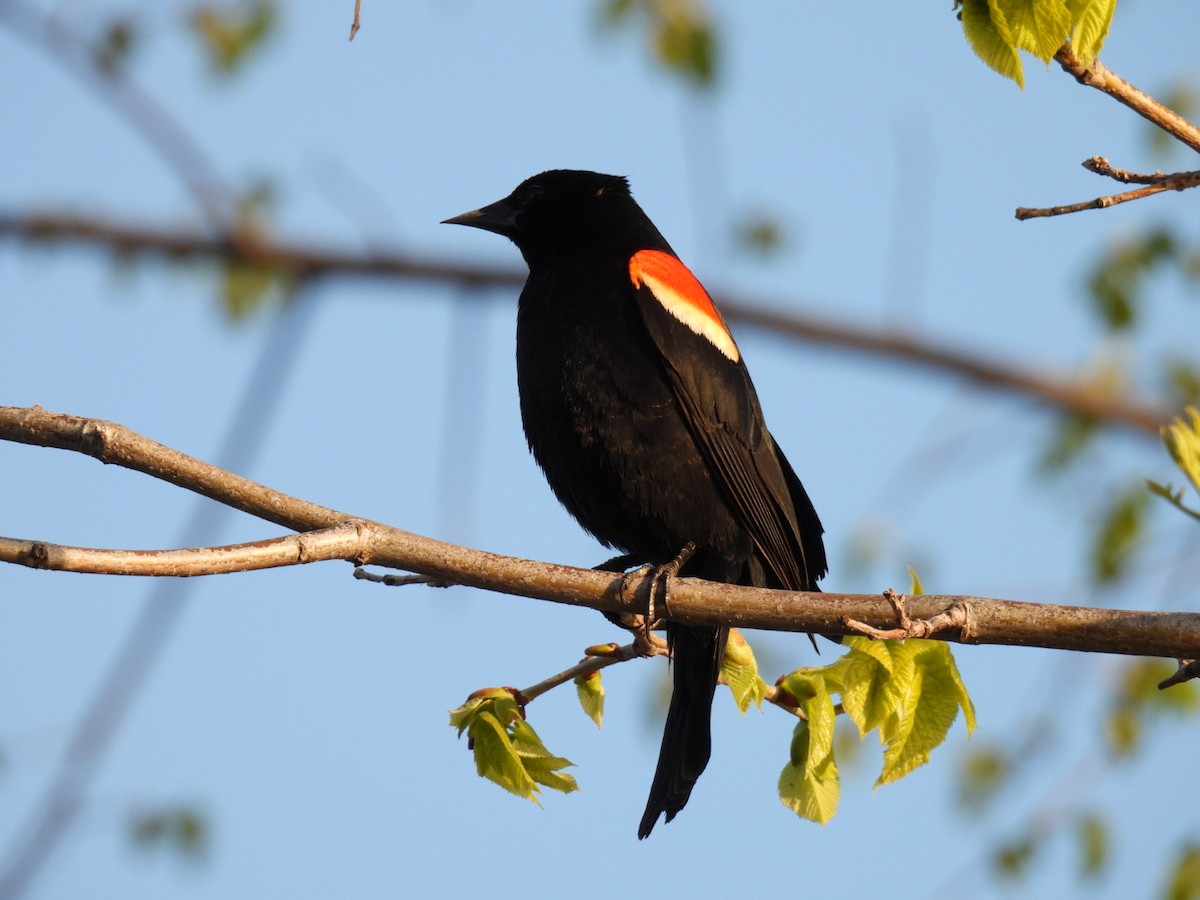 Red-winged Blackbird - ML569613911