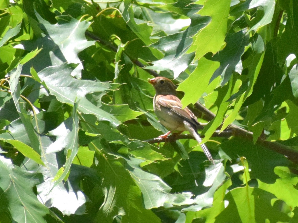 Field Sparrow - ML569614751