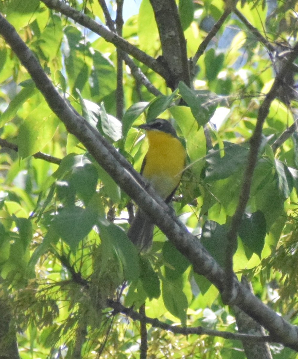 Yellow-breasted Chat - ML569618541