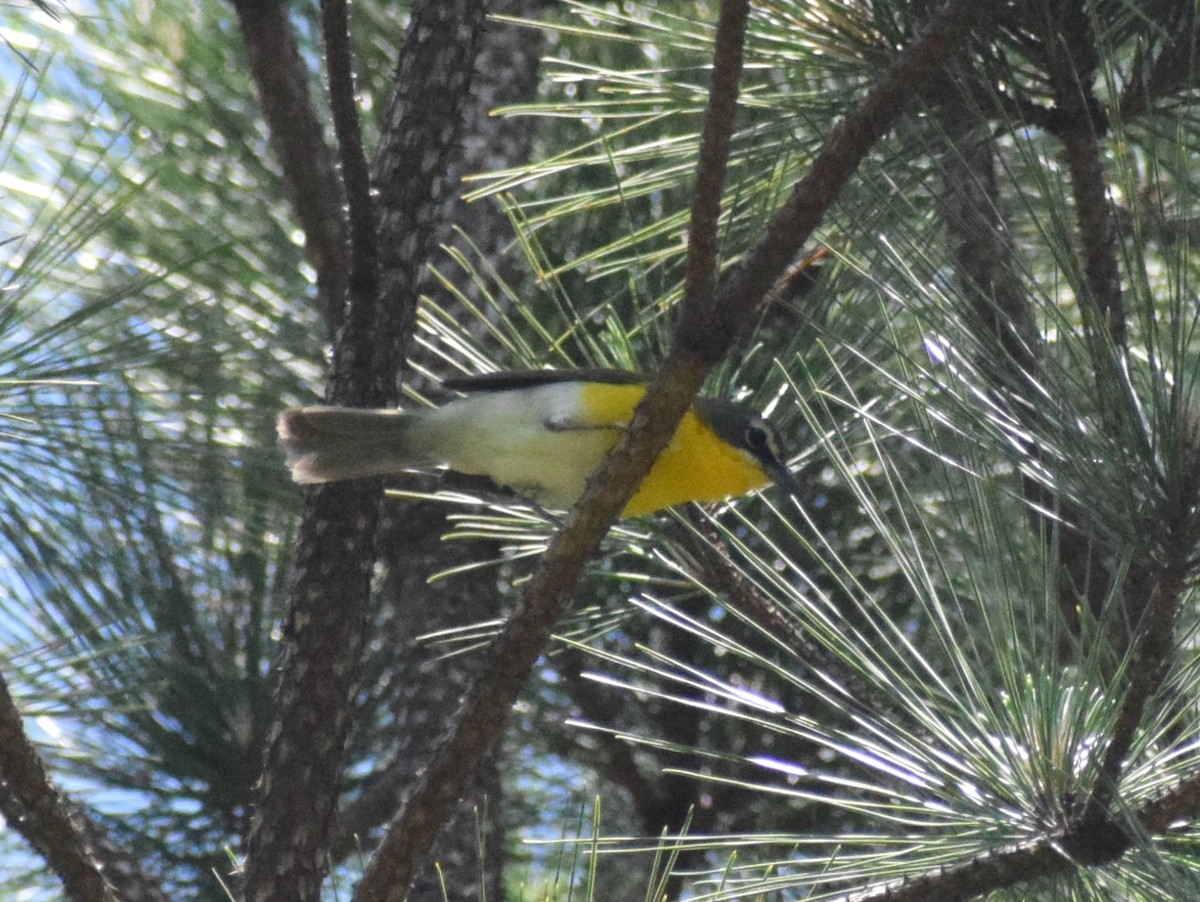 Yellow-breasted Chat - ML569618981