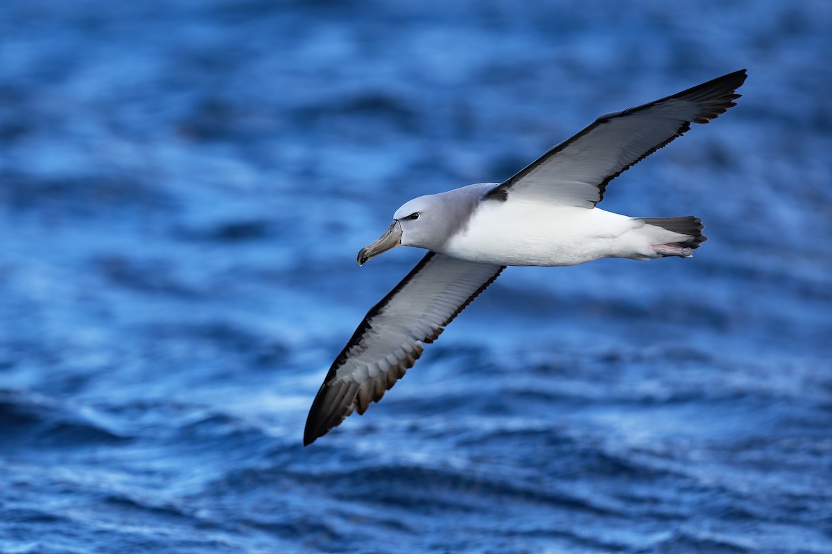 albatros snarský - ML569620291