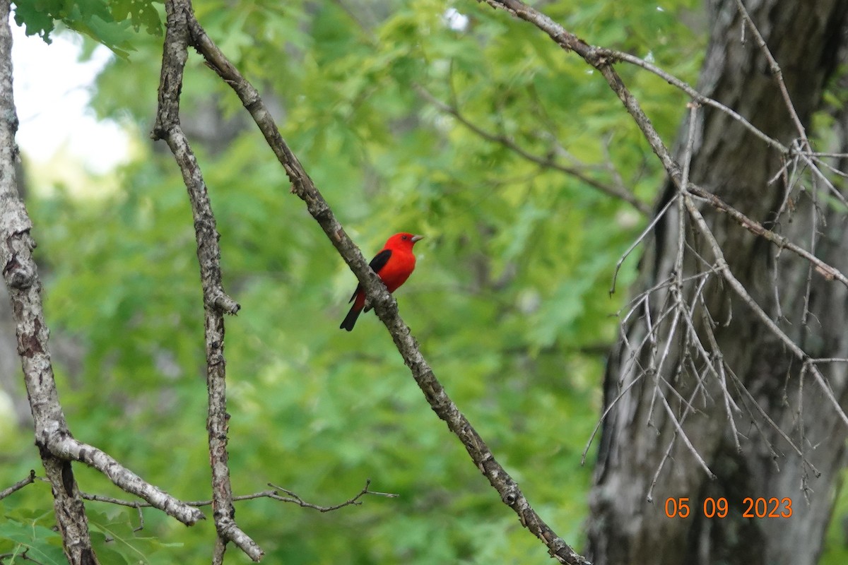 Scarlet Tanager - ML569620371