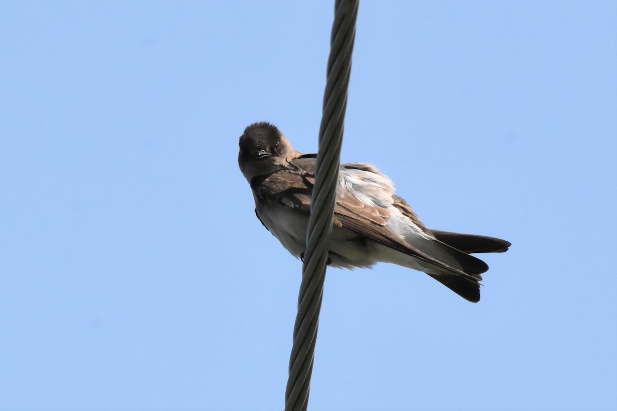 Northern Rough-winged Swallow - Brian DeBoyace