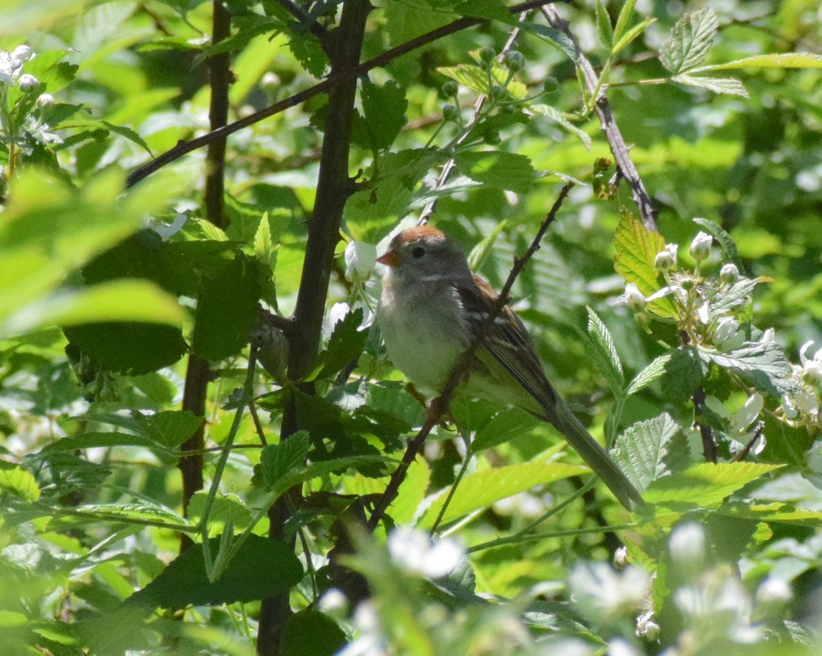 Field Sparrow - ML569620971