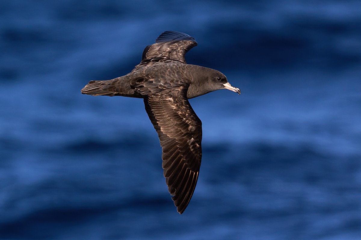Flesh-footed Shearwater - ML569620991