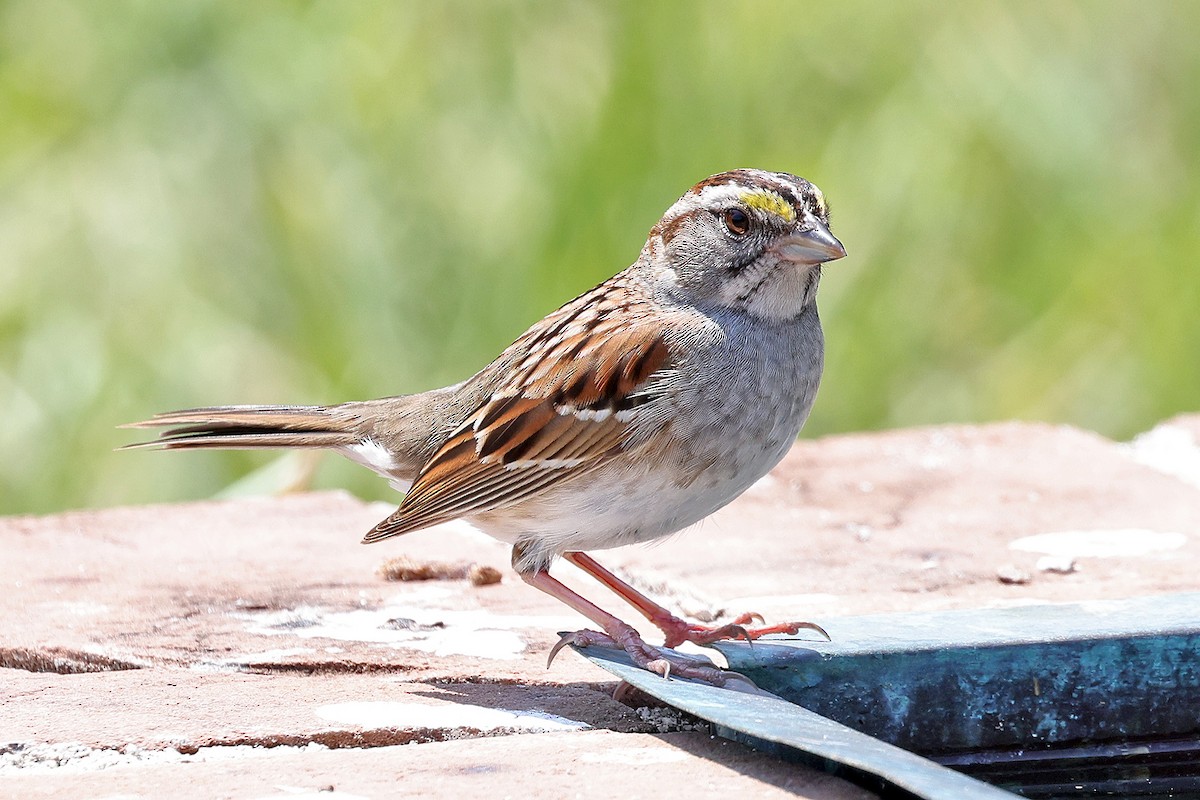 White-throated Sparrow - ML569621881