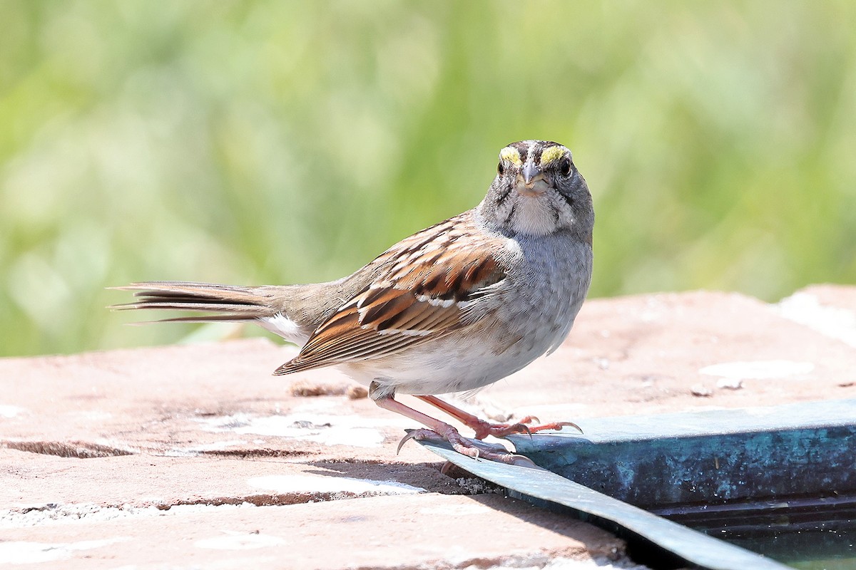 White-throated Sparrow - ML569621891