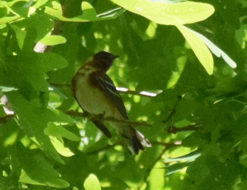 Bay-breasted Warbler - ML569623231