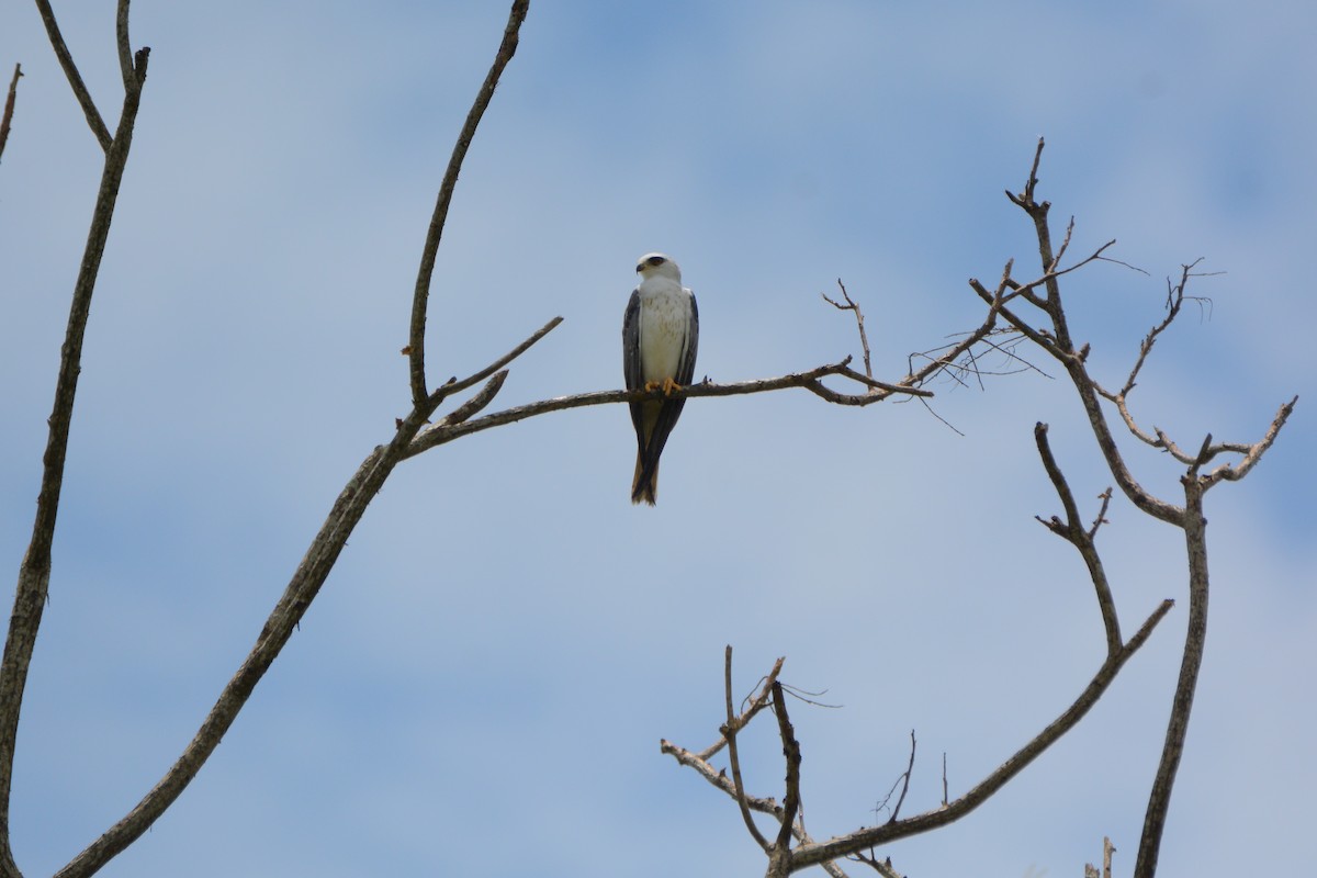White-tailed Kite - Richard Garrigus
