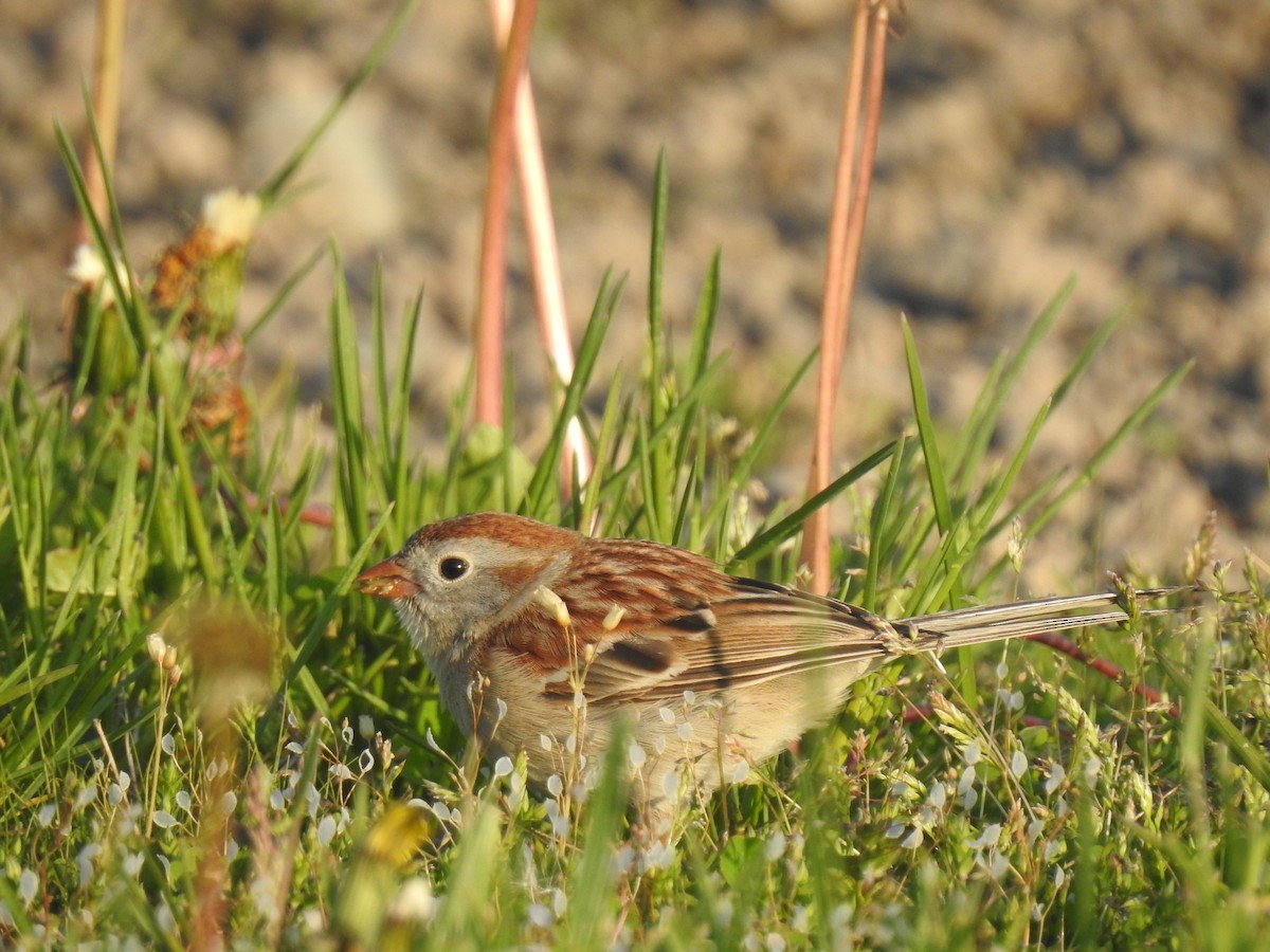 Field Sparrow - Spencer Follett